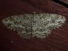 Ectropis crepuscularia
